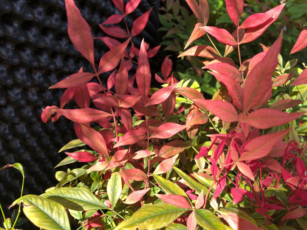 Nandina-domestica