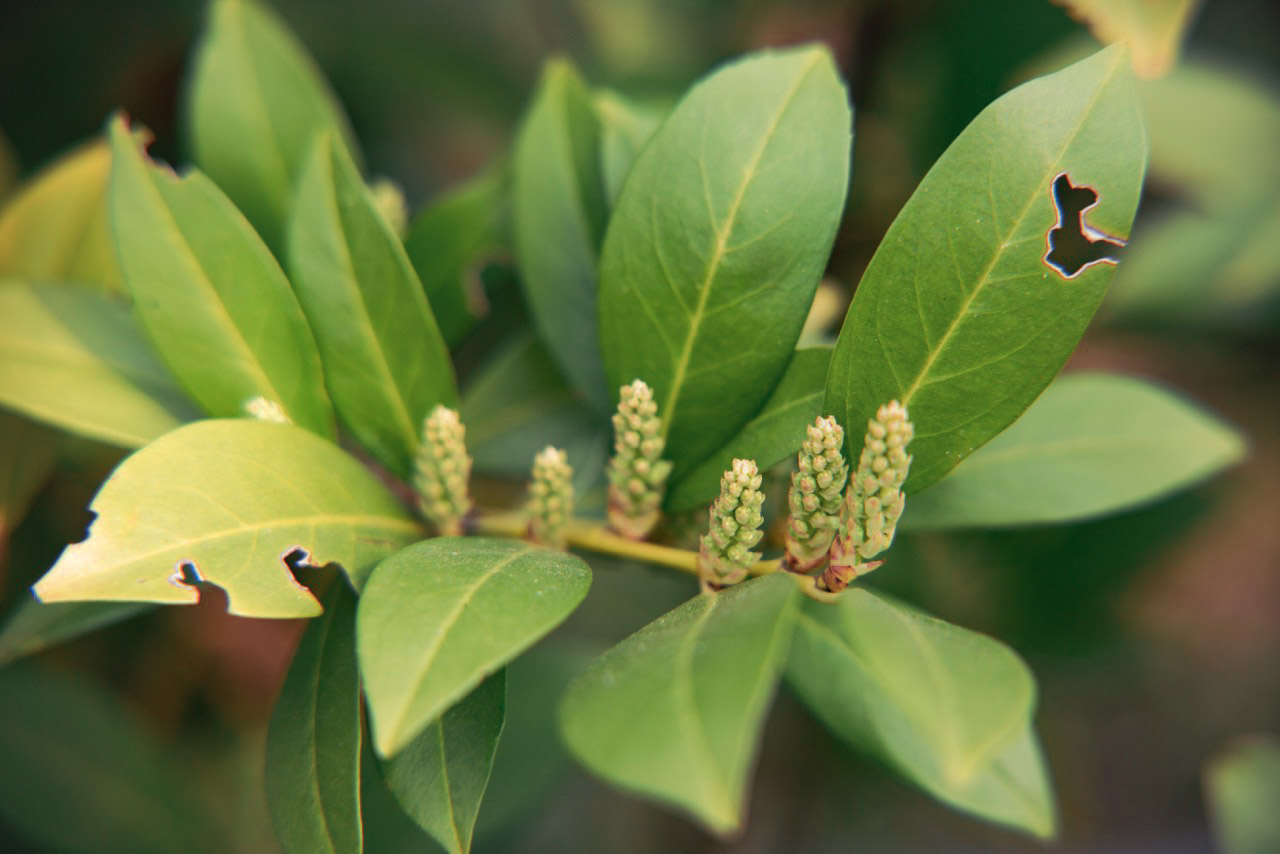 Prunus laurocerasus a nosánik
