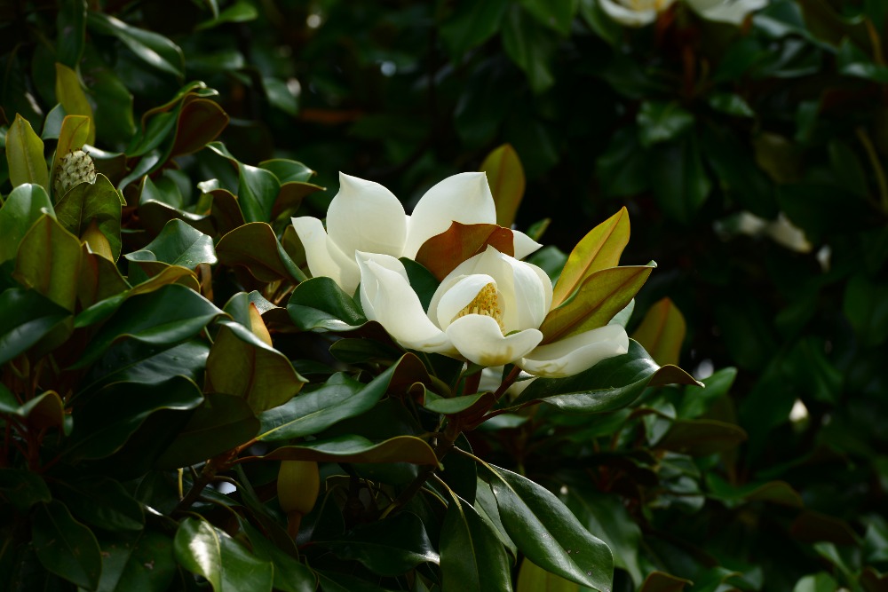 Stálozelená Magnolia grandiflora