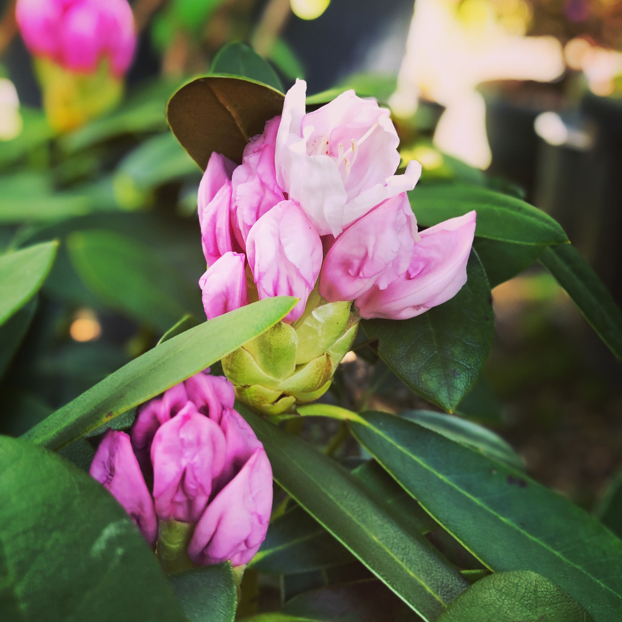 Rhododendron