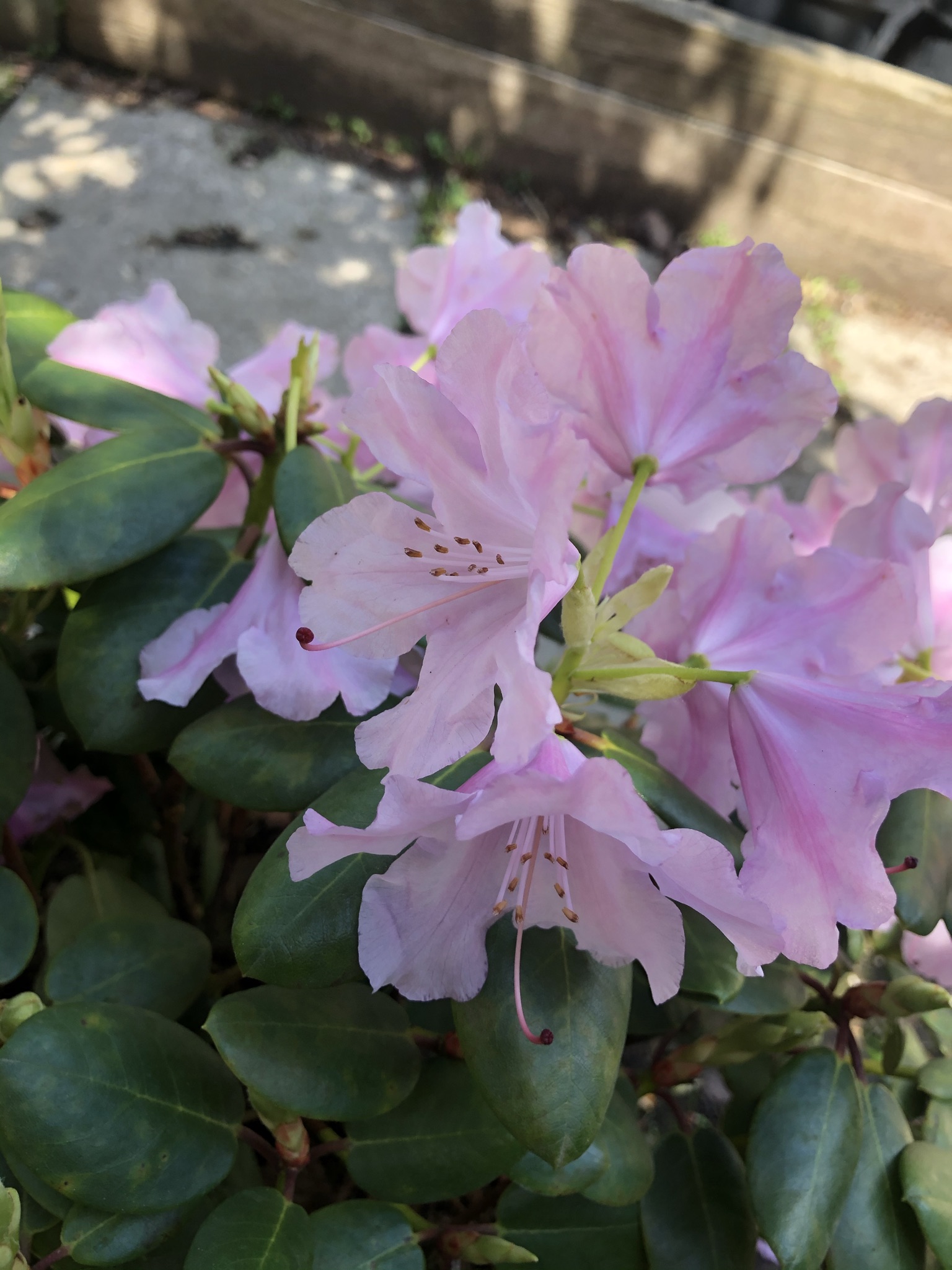 Rhododendron Williamsianum 'Vater Böhlje'