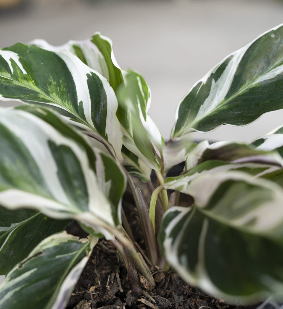 Close-up of Calathea white fusion leaves with blurred background/defocus