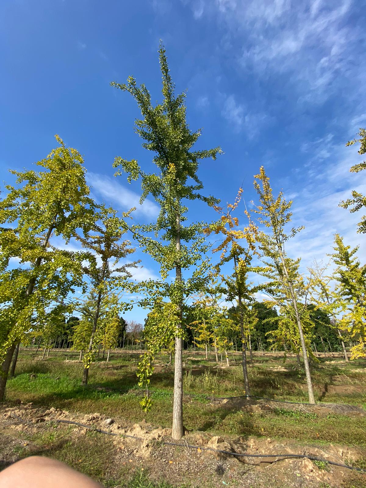 Ginko biloba 2800 EUR -2