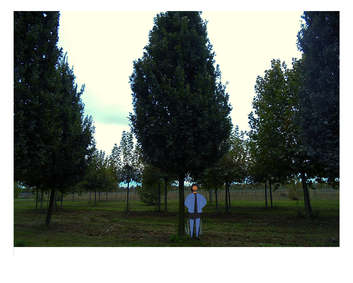 Quercus fastigiata _ 2800 EUR 3