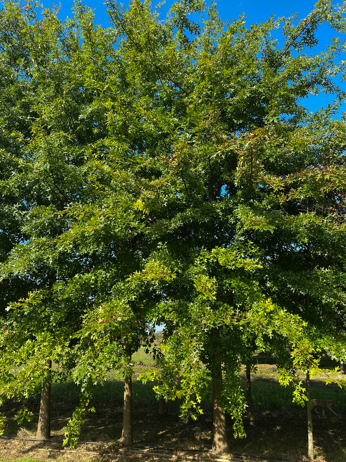 Quercus palustris _ 2800 EUR -2