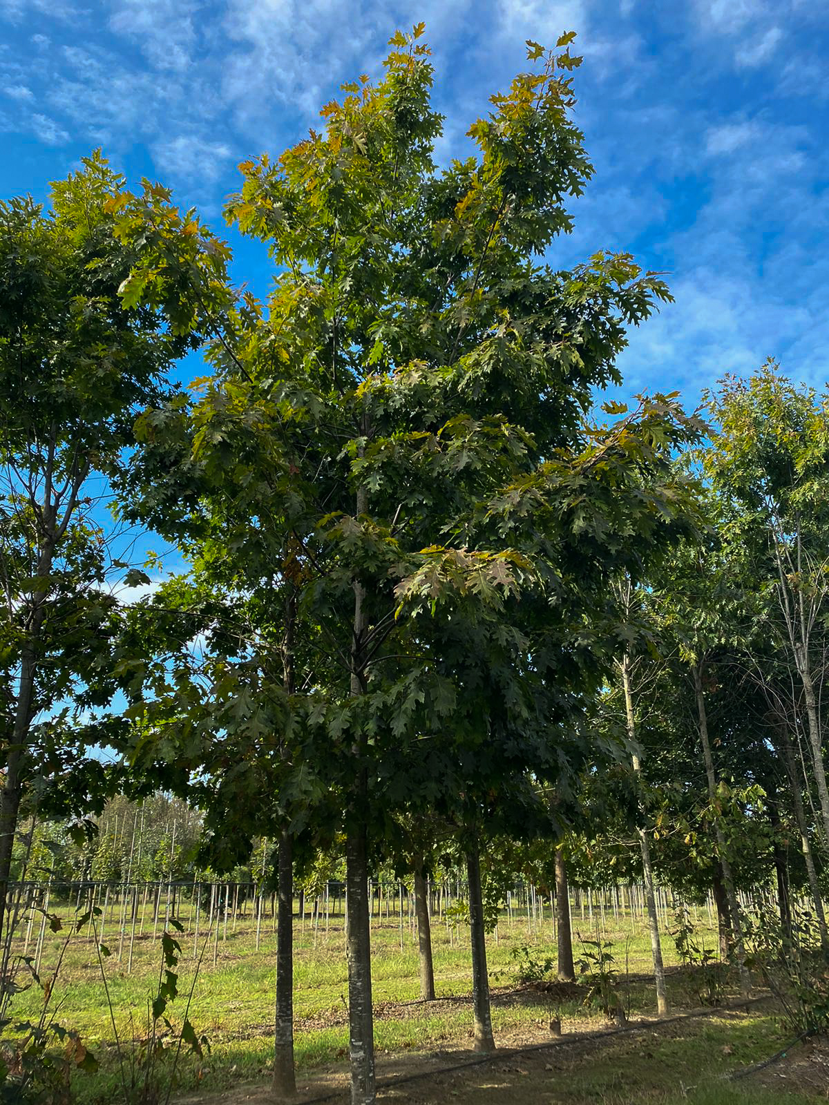 Quercus rubra 40-45 _ 2800 EUR