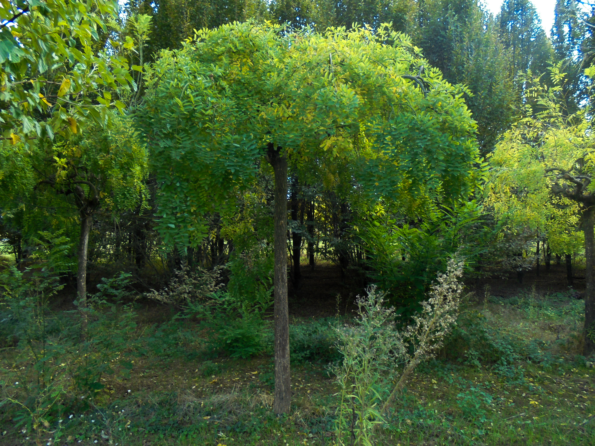 Sophora jap. pendula 40-50 _ 2100 EUR
