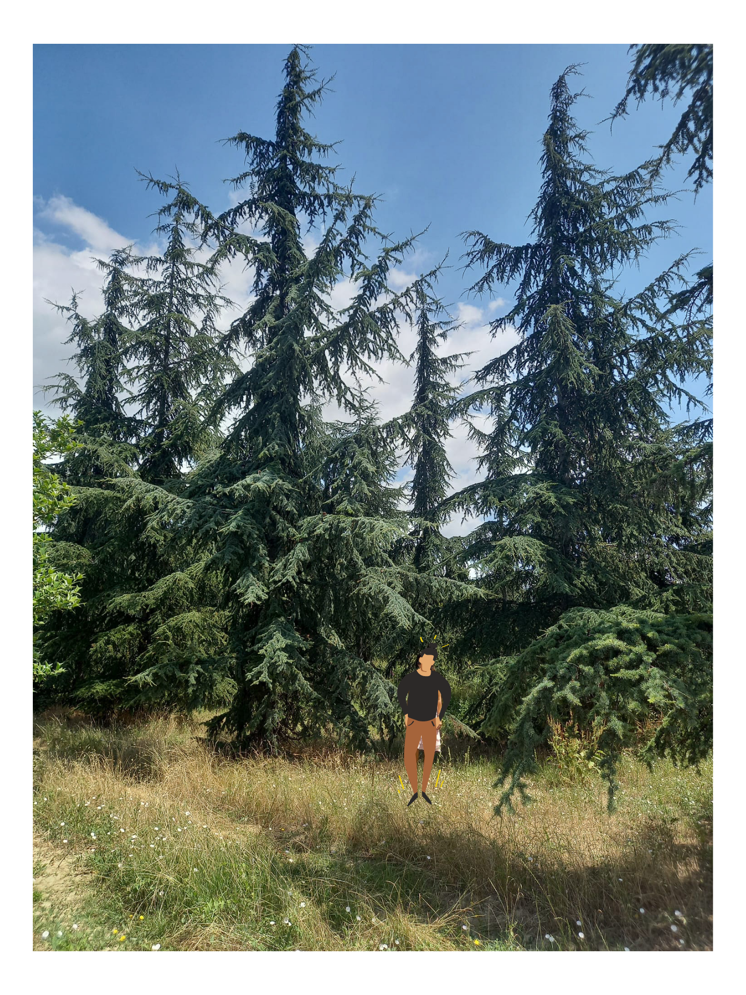cedrus atlantica
