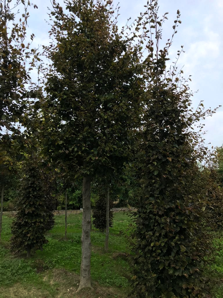 fagus purpurea -2