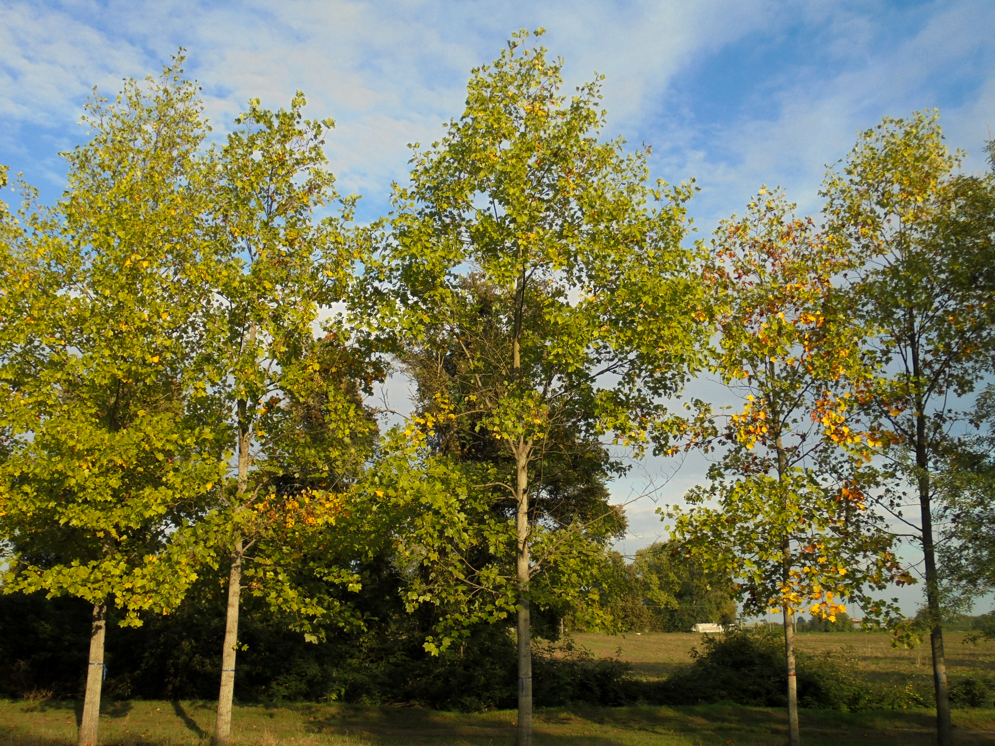 liriodendron tulipifera 40-45 -1