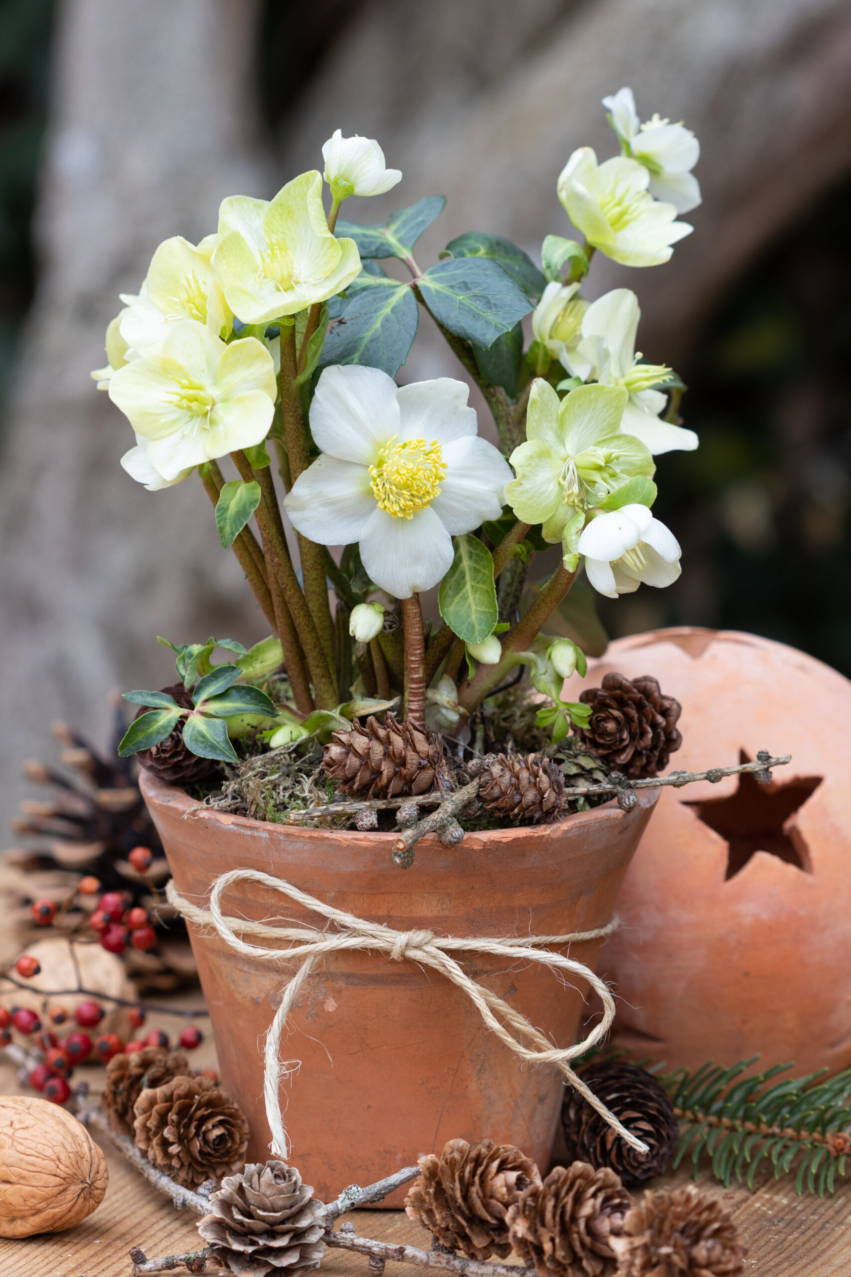 Helleborus niger - Čemerica