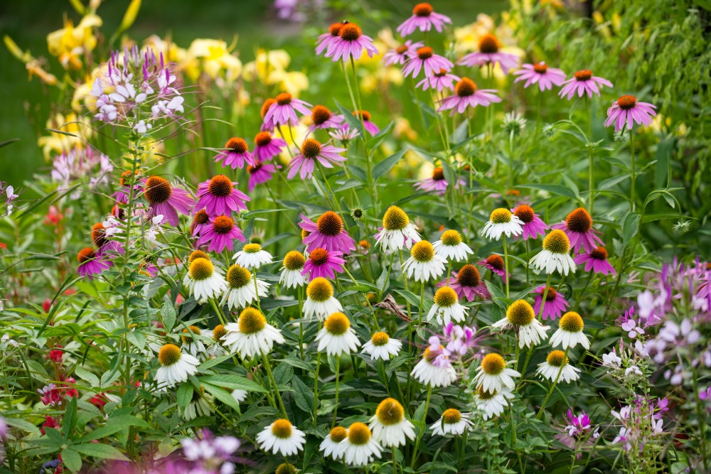 image_adobe_express (3)