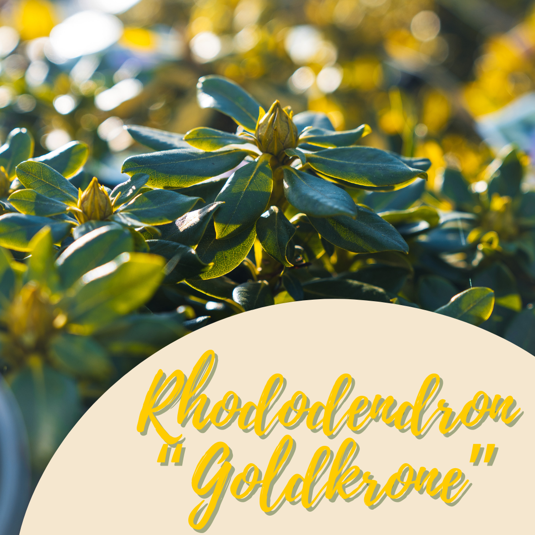 Rhododendron Goldkrone