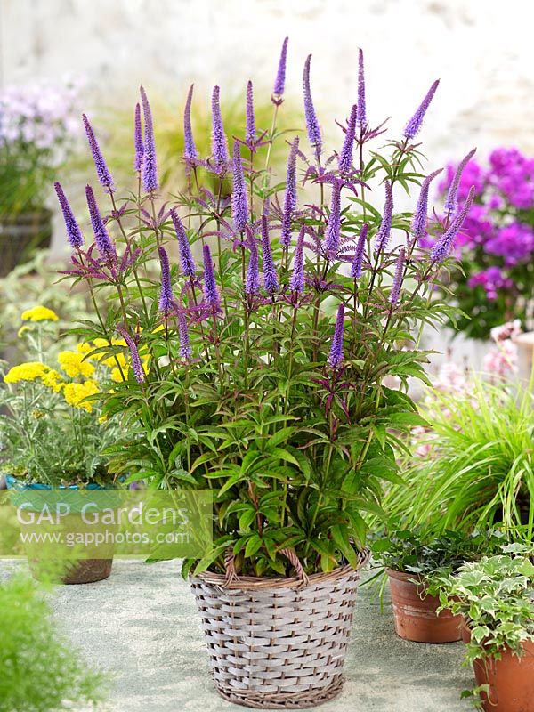 Veronicastrum Cupid v košíku
