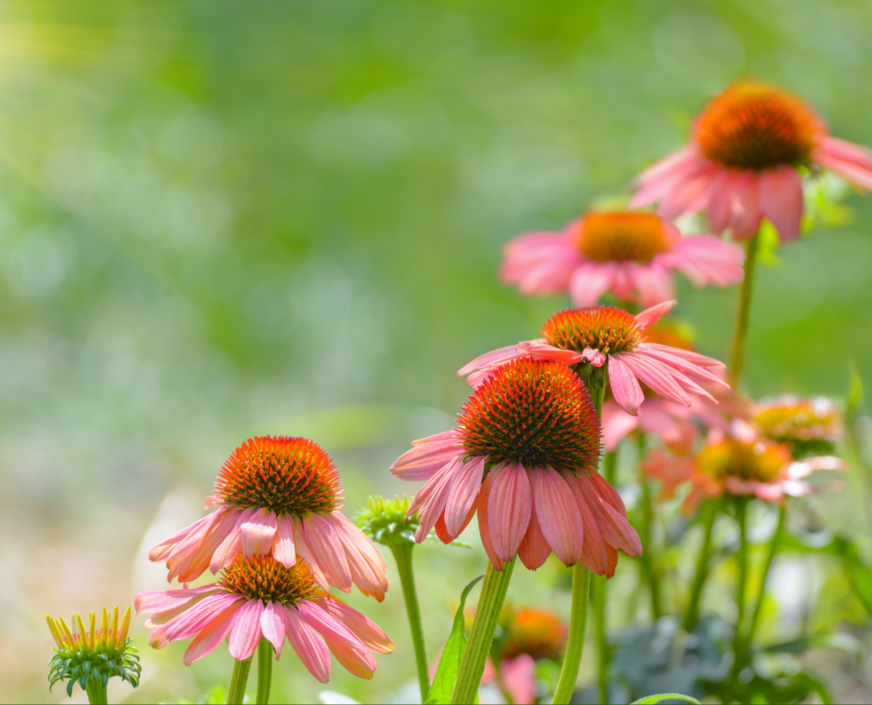 Slnko a echinacea