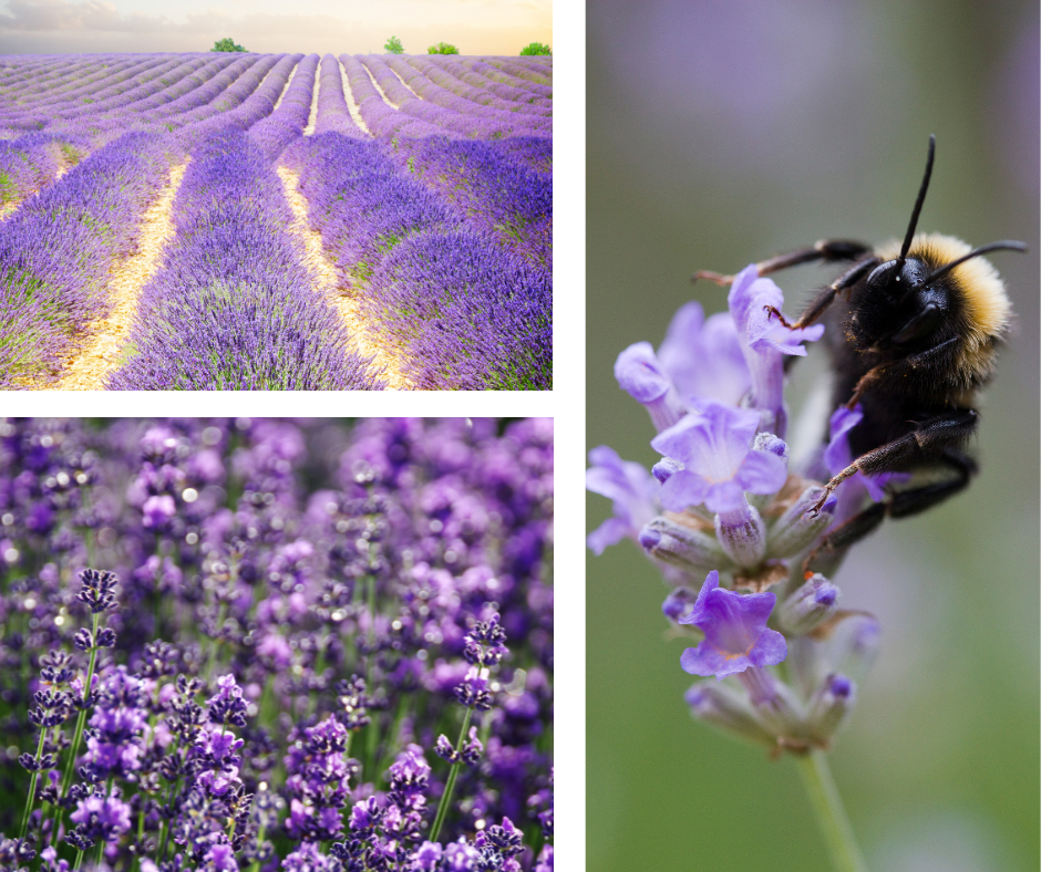 Lavandula