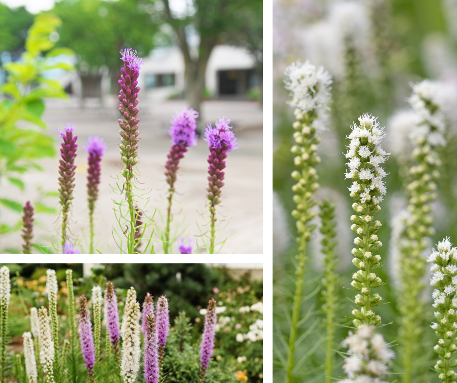 Liatris