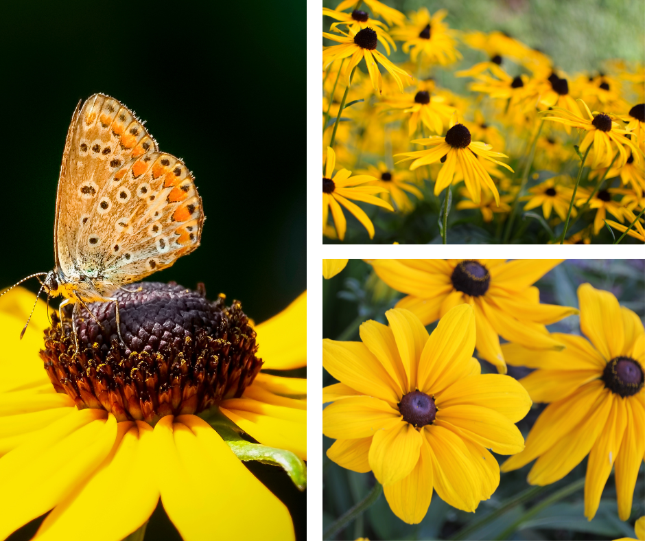 Rudbeckia