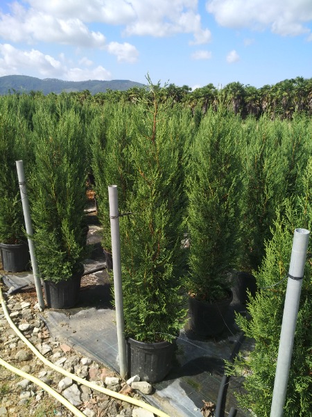 Cupressocylaris leylandii Pyramidalis