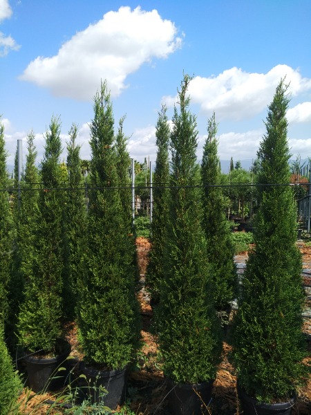 Cupressocylaris leylandii Pyramidalis