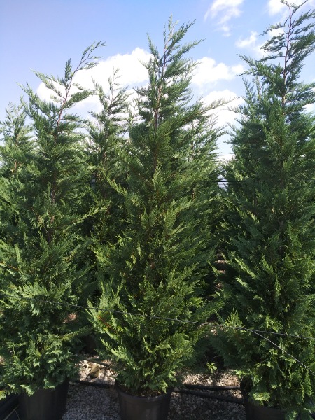Cupressocyparis leylandii