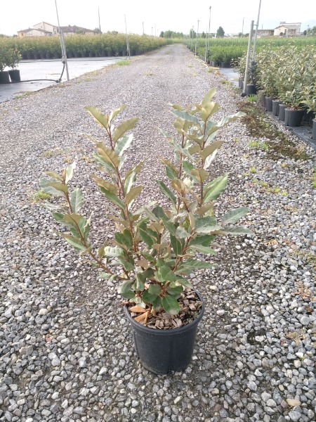 Eleagnus ebbingei Compacta