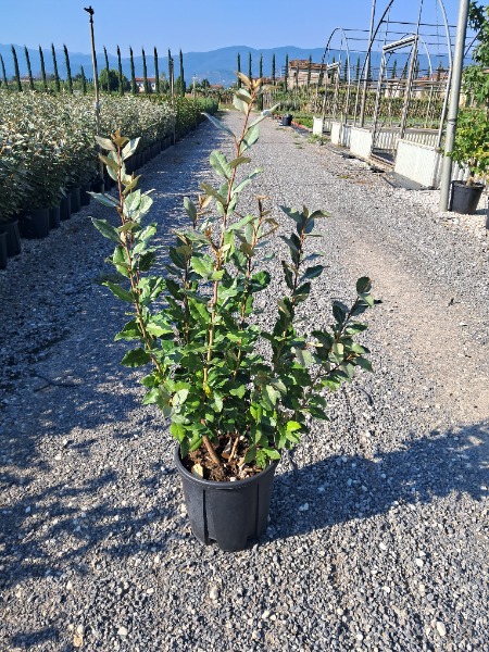 Eleagnus ebbingei