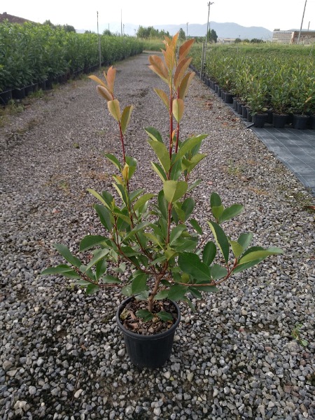 Photinia fraseri Red Robin