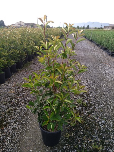 Photinia fraseri