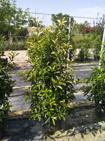 Photinia fraseri Red Robin