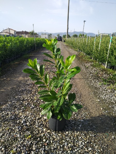 Prunus laurocerasus Novita